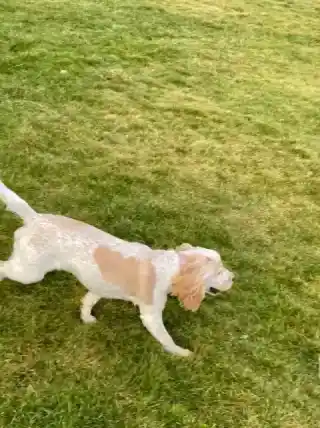 Some photos of the dogs 🐶🐾 out today and last week. Having fun on walkies. 🐾🐾🐾🐾🐾              