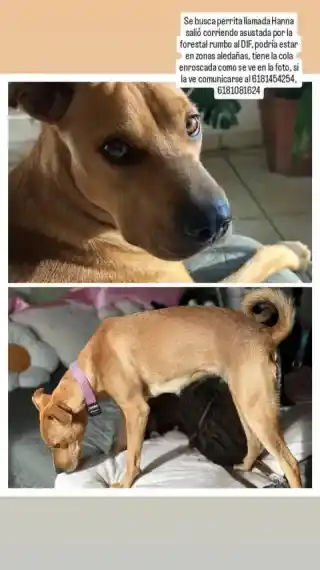 LOCALIZADASi alguien la ha visto, favor de comunicarse al número de la foto 🙏🏼🐶