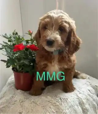 Good Evening Happy happy Saturday, we are Mini Goldendoodles. born on April 24 and are awaiting our new home anytime…We ...